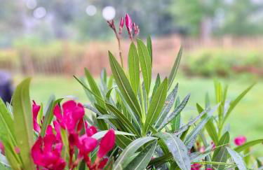 Oase am See l 2 SZ l Familien und Hundefreundlich l Sauna I E-Ladesäule - Foto 27