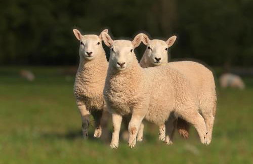 Little Cottage of the Beacons - Foto 28