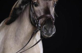 Vigor Horses - Foto 60