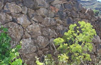 Casa-Finca El Maipéz de Tejeda - Foto 17