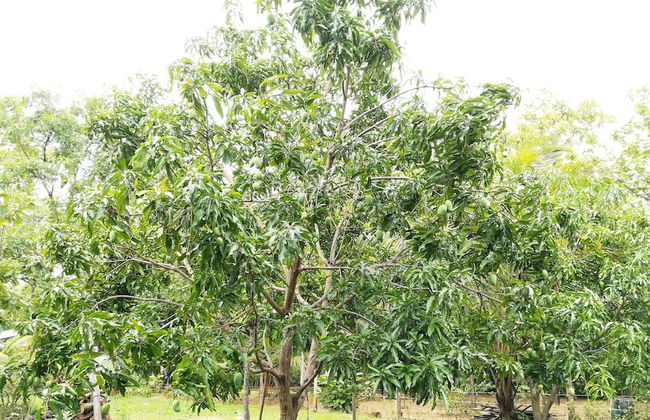 Araliya Self Cooking Resort Dambulla - Foto 22