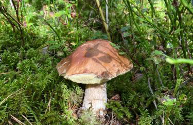 Dom Dwa Jeziora - Augustów - Photo 45