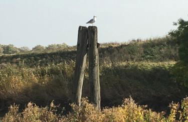 Ferienwohnung Deichapfel im Alten Land (Jork) - Foto 11