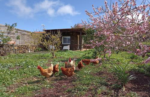 Dos Violetas - Foto 17