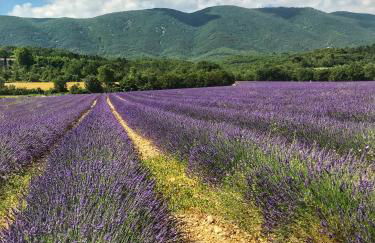 Villa piscine face au grand luberon Cereste - Foto 18