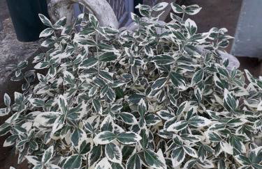 Apartman Patrik - Foto 19