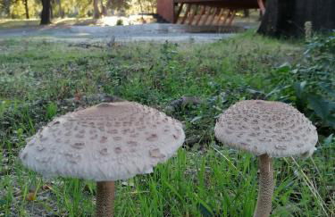 Carvalhal Redondo - Farm House - Foto 6