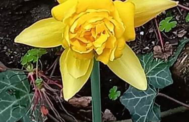 Tan y coed's Rosemary Cabin - Photo 20