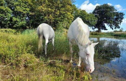 Simple Coastal Luxury near Southwold sleeps 10 - Foto 22