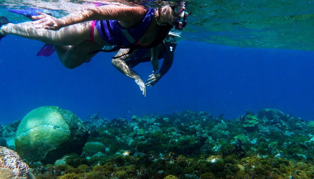 Fauna Coralina Snorkelling Activity - Photo 5