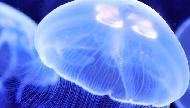 Medusas en el Acuario de Livorno