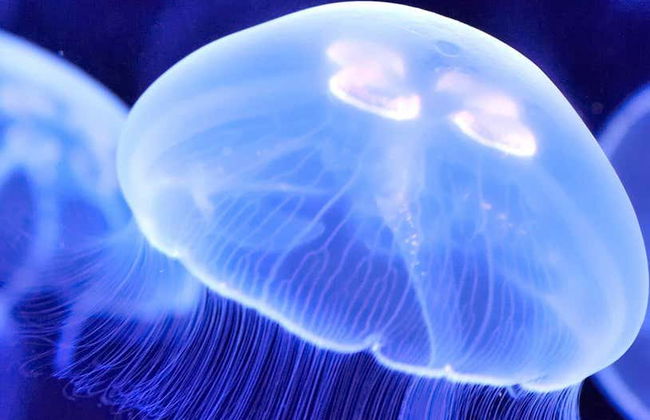 Livorno Aquarium Ticket - Foto 3