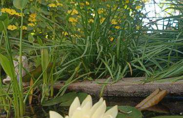 Olive Lemon Biophilic House & Lush Forest Garden - Foto 26
