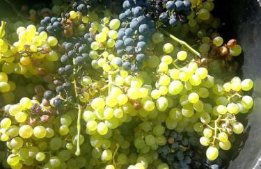 Casa Do Palheiro - Photo 42