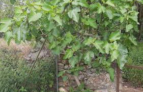 Casa do Hiebra Alojamiento Rural Ribeira Sacra - Foto 24