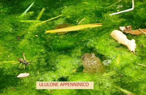 Agriturismo I Monti di Salecchio - Foto 35