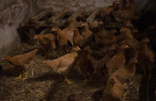 Il Dosso Agriturismo - Foto 6