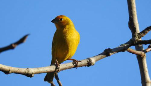 Cabana nas Nuvens - Foto 4