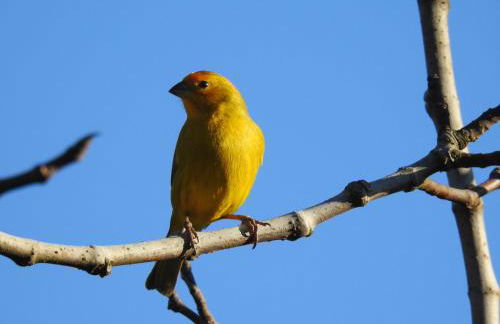 Cabana nas Nuvens - Foto 4
