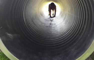 Mallard at Spring Head Farm - Foto 31