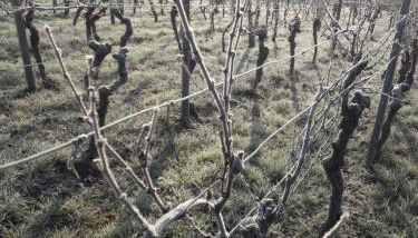 Weingut Will & Würz Riesling - Foto 5