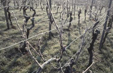 Weingut Will & Würz Riesling - Foto 5