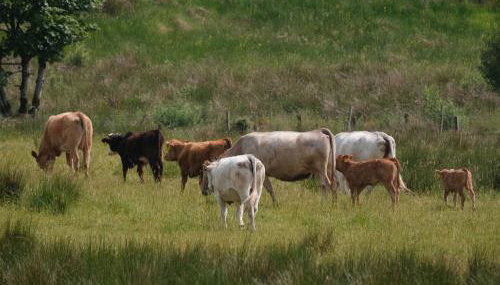 Peter's Farmhouse - Foto 3