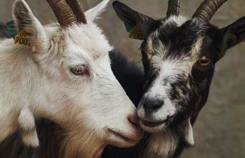 Ferme de Franqueville - Foto 45