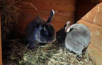 Ferienhaus Rötzer - Forsthausschmankerl mit Sauna, Whirlpool und Grill - Foto 32