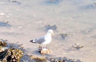 LE KENAV - STUDIO A 300 M DU PORT - Photo 38