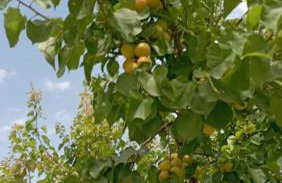 Aνεξάρτητη παραδοσιακή πέτρινη κατοικία - Foto 16