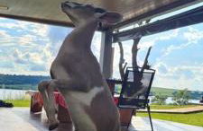 Casa de campo de alto padrão à beira da represa - Foto 4