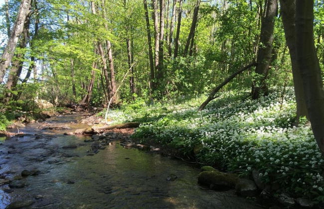 Apartment in Harz With Terrace and Fireplace - Photo 25