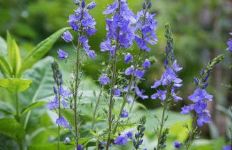 Kulturdenkmal Umgebinde1657 - Foto 17