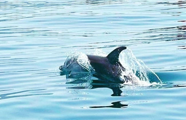 Puerto Banús Sailing Boat Tour - Foto 12