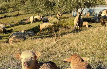 Acushla Golden House Douro - Foto 49