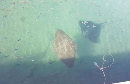 Playa Paraiso-Apartment 4 you - Foto 50