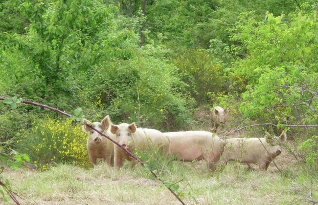 Authentic Farmhouse with Pool, Hot Tub, Playground, Garden - Foto 30