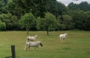 Larmor plage, étang du ter - Foto 10