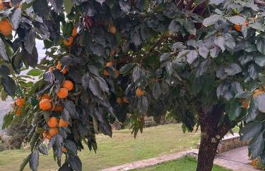 Orminia ground level - Foto 6