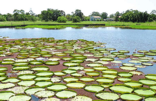 Tour por el canal do Jari - Foto 1