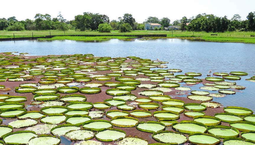 Tour por el canal do Jari