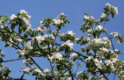 Ferienwohnung am Obstgarten - Foto 21
