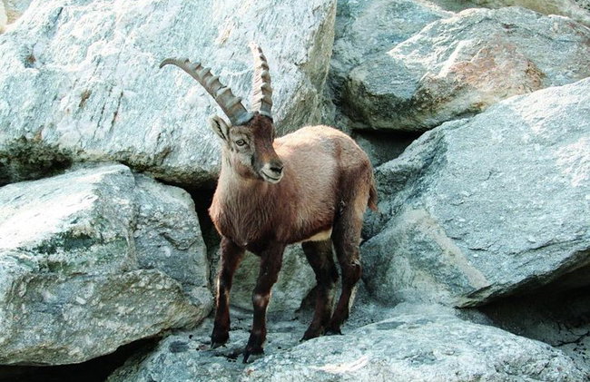 Entrada combinada del zoológico alpino Innsbruck y Hungerburg - Foto 1