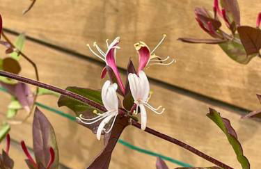 Villa superbe vue mer calme sans vis-à-vis - Foto 49