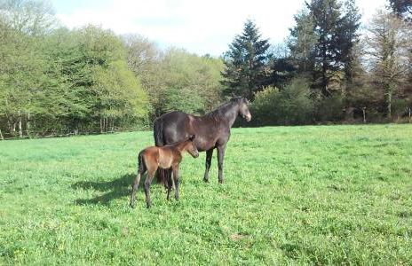 le bois du loup en brocéliande - Foto 23