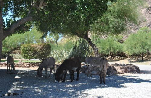 Margaritaville at River Lodge! Right on the river! - Foto 29