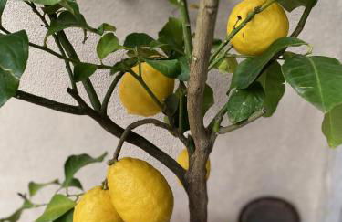 Casa Franka Garda Lake View - Foto 30