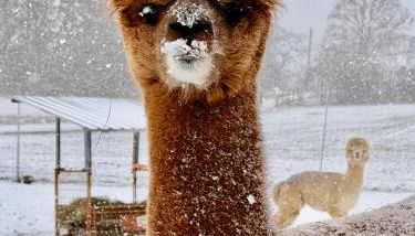 TOP moderne FeWo - Alpakahof zum Himmelreich, traumhafte Lage, Terrasse mit Weitblick, kostenfreier Parkplatz, Nähe Kurklinik, optional Sauna - Foto 5