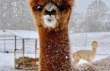 TOP moderne FeWo - Alpakahof zum Himmelreich, traumhafte Lage, Terrasse mit Weitblick, kostenfreier Parkplatz, Nähe Kurklinik, optional Sauna - Foto 5
